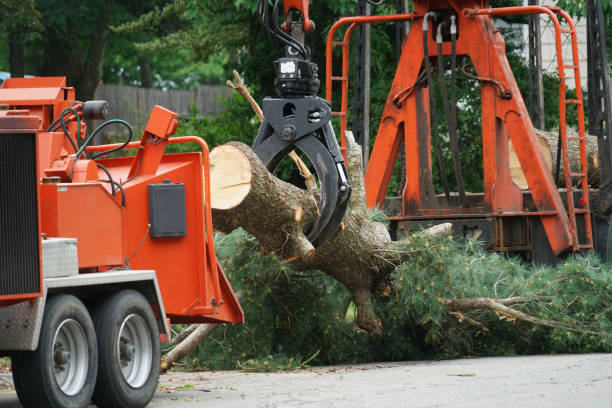 Best Stump Grinding Near Me  in USA